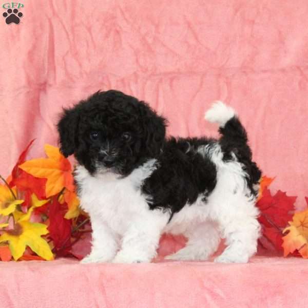 Donald, Bich-Poo Puppy